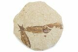 Fossil Fish (Knightia) Mortality Plate - Wyoming #375403-1